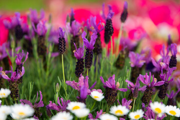 French Lavender flowers in the garden