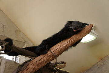 Binturong Climbing 木に登るビントロング