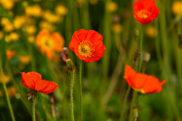 poppy flowers of orange color in the garden