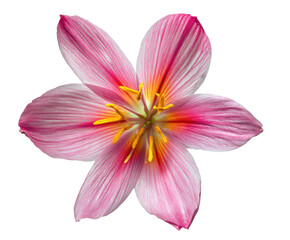 Fototapeta premium Pink Rain Lily Flower Blossom Close-Up Macro Photography