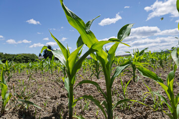 Thriving Corn Seedlings in Sunlit Field. A cluster of young corn plants basking in sunlight, showcasing early growth stages
