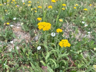 Close-up of wild yellow yarrow (Achillea filipendulina) blooming in a summer meadow with green grass and scattered white flowers, captured in natural light with a soft background blur.

