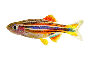 Colorful tropical fish swimming, vibrant striped body with bright fins, ideal for aquarium themes, educational uses, and nature highlights. Isolated on white background or PNG
