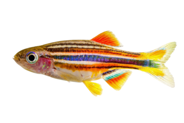 Colorful tropical fish swimming, vibrant striped body with bright fins, ideal for aquarium themes, educational uses, and nature highlights. Isolated on white background or PNG