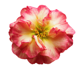 Stunning Close-Up of a Pink and White Flower Blossom