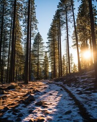 Sunlit winter forest path snow covered ground tall trees