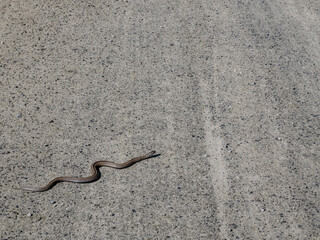 Snake crossing a gravel road in Norway