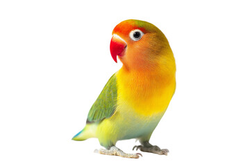 Colorful lovebird perched, vibrant green and orange feathers, bright expression, suitable for pet-related content or nature themes. Isolated on white background or PNG