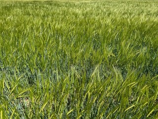 green grass background