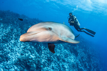 Dolphin, French Polynesia