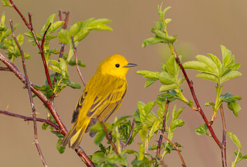 Yellow Warbler