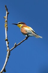 Closup of a bee-eater