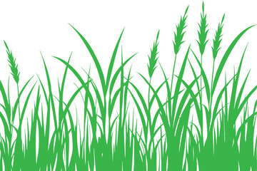 Green grass illustration against a white background depicting nature and botanical elements
