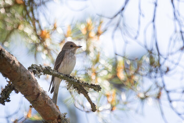 Spotted Flycatcher standing on a tree branch
