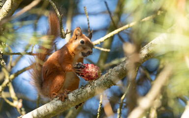 Hungry red squirrel eating a Pinus cembra cone
