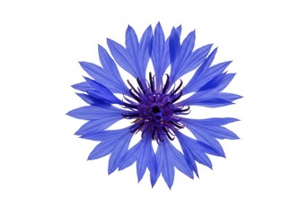 Cornflower isolated on white background, vibrant blue flower for botanical illustration, design element.