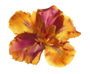 Vibrant Orange and Purple Iris Flower Blossom Close-Up