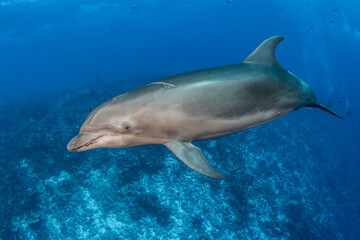 Dolphin, French Polynesia
