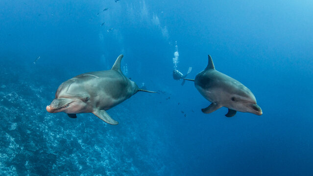 Dolphin, French Polynesia