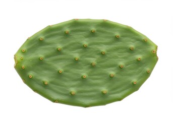 Prickly pear pad isolated on white background for food, health, and botanical use.