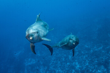 Dolphin, French Polynesia