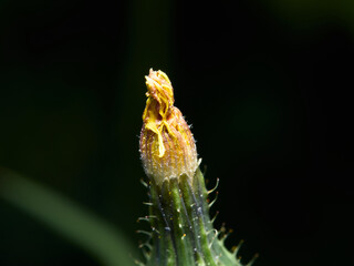 Urospermum picroides