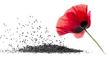 Create stunning abstract red and black poppy flower seeds artwork with high fidelity watercolor splashes isolated on white or transparent background.