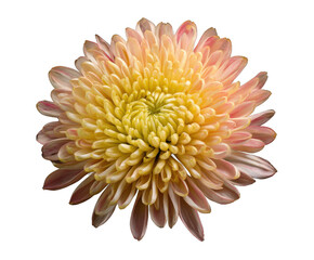Close-up of a Peach and Yellow Chrysanthemum Flower