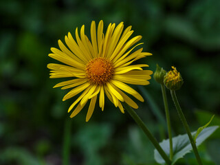 Doronicum , or goat's-foot ( Latin- Doronicum ) is a genus of flowering plants in the Asteraceae...