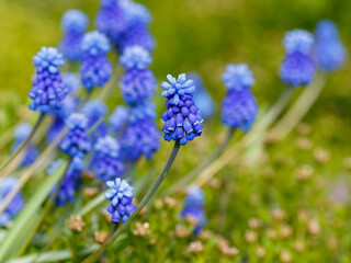 Mouse hyacinth , or Muscari ( Latin - Muscari ) is a genus of bulbous plants of the Asparagus family ( Asparagaceae ), previously it could be included in the Hyacinthaceae or Liliaceae family