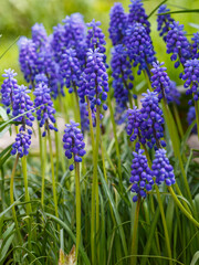 Mouse hyacinth , or Muscari ( Latin - Muscari ) is a genus of bulbous plants of the Asparagus family ( Asparagaceae ), previously it could be included in the Hyacinthaceae or Liliaceae family
