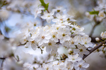 Naklejka premium Snow-white cherry blossoms in the garden
