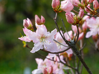 Rhododendron schlippenbachii is a deciduous shrub , a species of the subgenus Pentanthera , section...