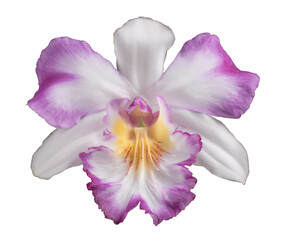 Naklejka premium Stunning White and Purple Orchid Flower Close-Up Photograph