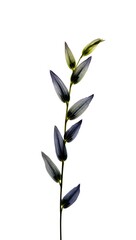 Fototapeta premium Elegant Dark Purple Flower Branch Isolated on White Background High-Resolution Botanical Photography