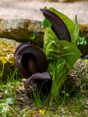 Symplocarpus foetidus, commonly known as skunk cabbageor eastern skunk cabbage  is a low-growing plant that grows in wetlands