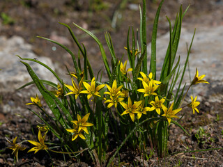 Goose onion , or Geigia , or Bird onion ( lat. Gagea ) is a genus of herbaceous bulbous plants of...