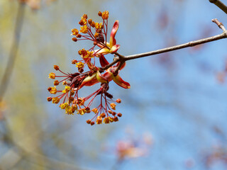 Acer platanoides Royal Red is blossoms in spring time