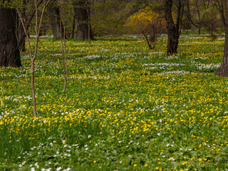 Wood anemone ( Latin- Anemonoides sylvestris ) is a perennial herbaceous plant; a species of the...