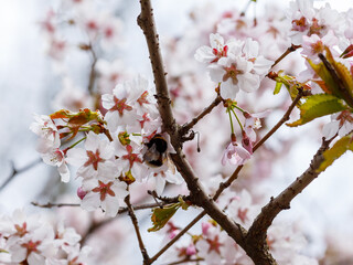 Bumblebee on cherry blossoms in a spring garden