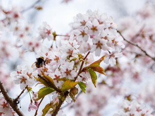Fototapeta premium Bumblebee on cherry blossoms in a spring garden
