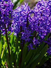 Hyacinth ( Latin- Hyacinthus ) is a genus of plants in the Asparagus family ( Asparagaceae )....