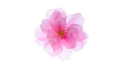 Fototapeta premium pink carnation isolated on white