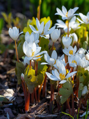 Sanguinaria canadensis, bloodroot, is a perennial, herbaceous flowering plant native to eastern North America