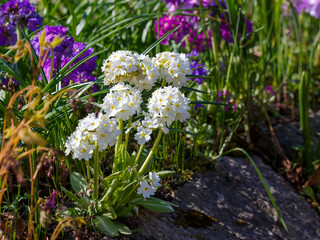 Obraz premium Primrose small-toothed or small-toothed primrose ( lat. Primula denticulata ) is a perennial herbaceous plant of the genus Primrose