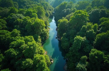 Aerial view of a river winding through dense green rainforest. Lush foliage, tree canopy creates a scenic waterway. Nature, wilderness, landscape, tropical jungle ecosystem.