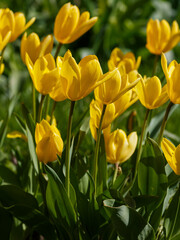 Obraz premium Gorgeous bright yellow tulips in the garden. Cultivation of bulbous plants. Yellow tulips bloom in early spring