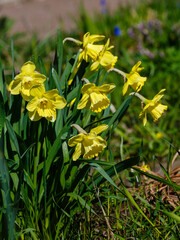 Narcissus ( Latin- Narcissus ) is a genus of monocotyledonous plants from the Amaryllis family