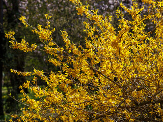 Forsythia , ( Latin- Forsythia ) is a genus of shrubs in the Oleaceae family