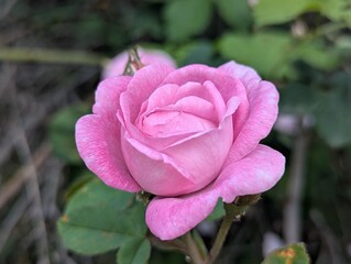 Pink rose. Decoration of a garden or decorative area. This day, under the bright spring sun, the petals bloomed. The bees collected pollen well, checking each stamen of the decorative catkin
